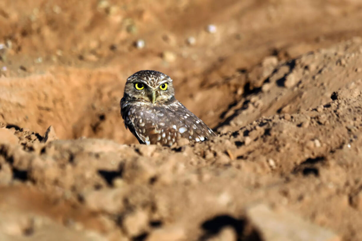 A burrowing owl with its signature striking yellow eyes in Holtville in Imperial County, Calif.