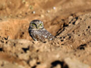 A burrowing owl with its signature striking yellow eyes in Holtville in Imperial County, Calif.