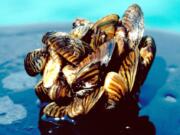 Zebra mussels were recently found on a Marimo moss ball, an algae commonly used to decorate fish tanks, shipped from an aquarium supply company in Renton. (U.S.