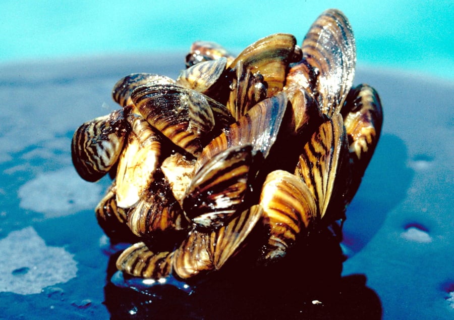 Zebra mussels were recently found on a Marimo moss ball, an algae commonly used to decorate fish tanks, shipped from an aquarium supply company in Renton. (U.S.