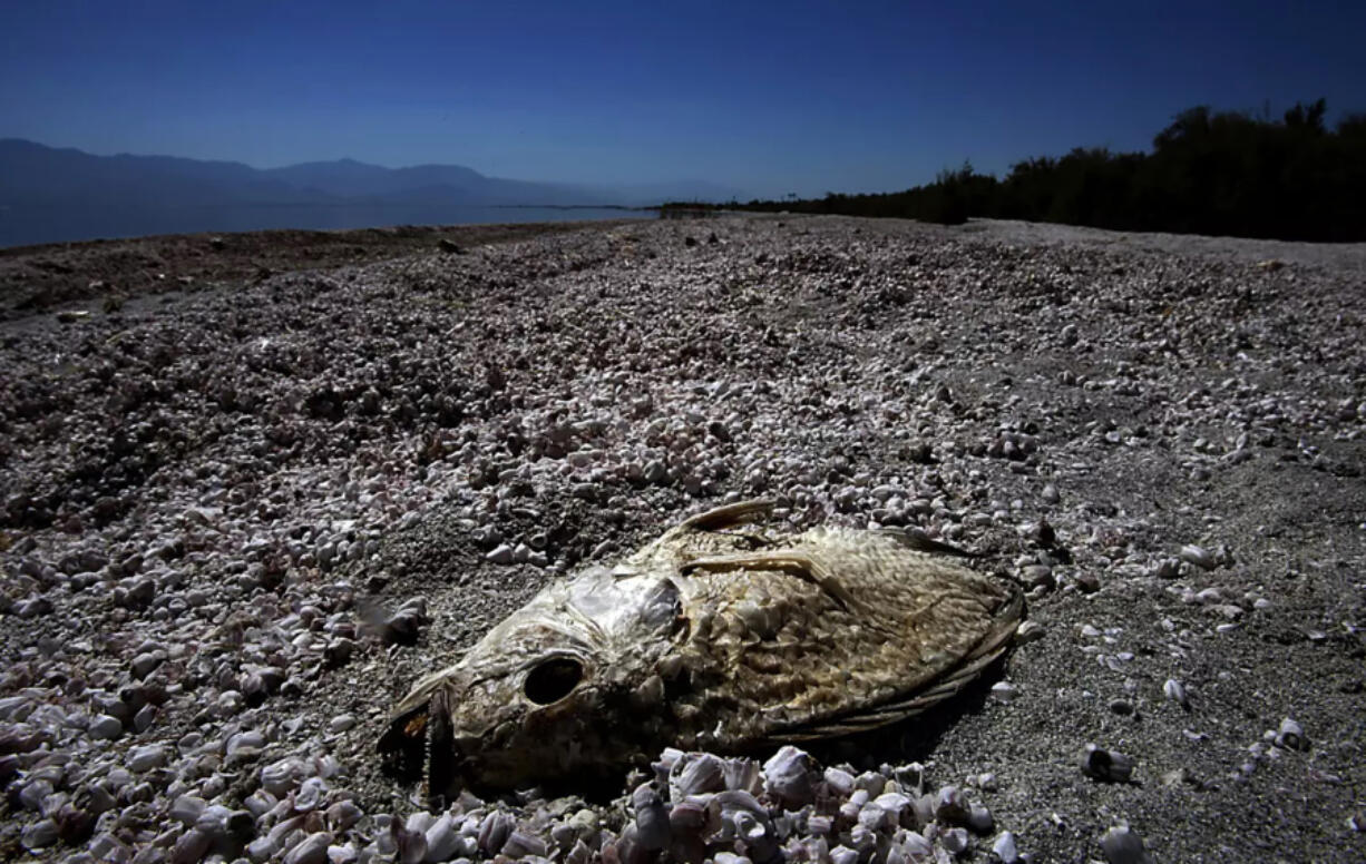 The parched carcass of a tilapia is half buried in the dried bones and scales of millions of other tilapia that have died and washed ashore at the Salton Sea State Recreation Area. The stagnant lake is prone to algal blooms that consume oxygen and result in massive fish die&Ccedil;&fnof;&Iuml;offs.