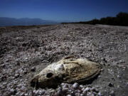 The parched carcass of a tilapia is half buried in the dried bones and scales of millions of other tilapia that have died and washed ashore at the Salton Sea State Recreation Area. The stagnant lake is prone to algal blooms that consume oxygen and result in massive fish die&Ccedil;&fnof;&Iuml;offs.