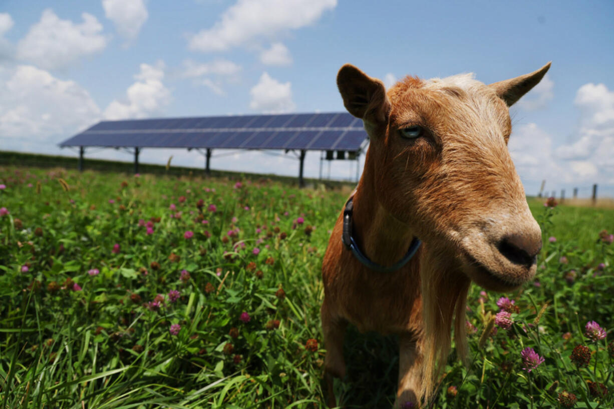 Goats play out in the fields surrounding a solar array on the Darin Riggs&Ccedil;&fnof;&Ugrave; farm on July 23, 2024, in Sidney. Darin and his brother, Matt Riggs, own Riggs Beer Company and use solar power on their farm and at their beer company.