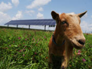 Goats play out in the fields surrounding a solar array on the Darin Riggs&Ccedil;&fnof;&Ugrave; farm on July 23, 2024, in Sidney. Darin and his brother, Matt Riggs, own Riggs Beer Company and use solar power on their farm and at their beer company.