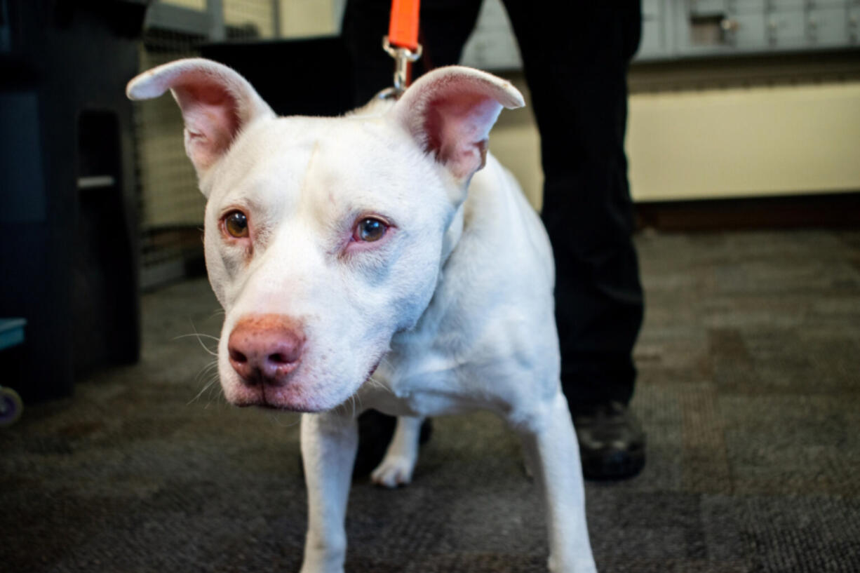 Ghost, a Department of Corrections K-9, watches visitors come in to Washington Corrections Center in Shelton, Wash.