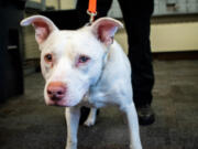 Ghost, a Department of Corrections K-9, watches visitors come in to Washington Corrections Center in Shelton, Wash.