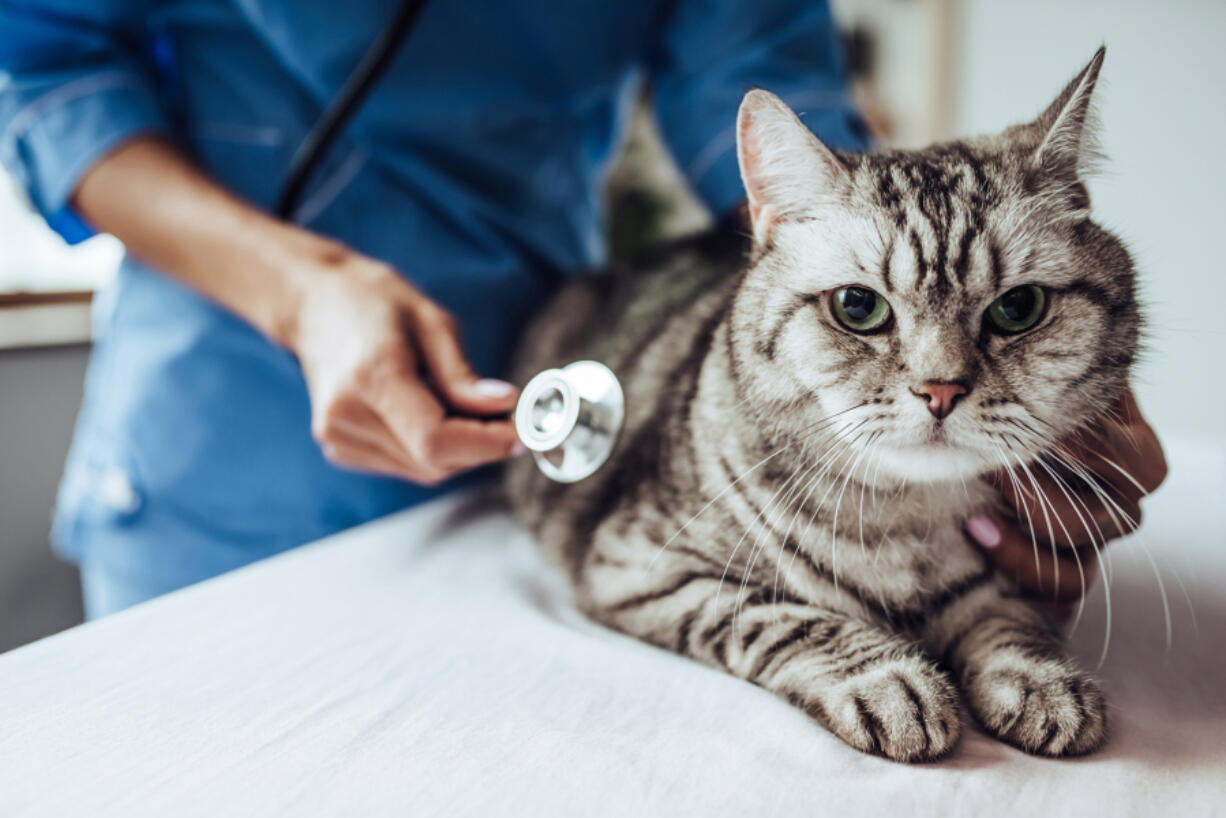 Pet insurance is a financial product designed to cover unexpected veterinary costs that arise from accidents, illnesses and other unforeseen health issues. Like human health insurance, it provides a financial safety net for high-cost medical expenses.