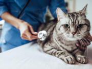 Pet insurance is a financial product designed to cover unexpected veterinary costs that arise from accidents, illnesses and other unforeseen health issues. Like human health insurance, it provides a financial safety net for high-cost medical expenses.