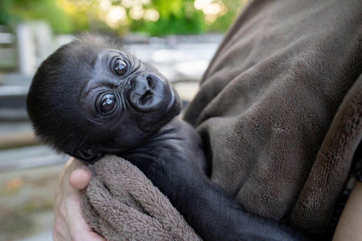 Woodland Park Zoo will move its 11/2-month-old gorilla boy to another zoo so he can be raised by a surrogate gorilla mom and socialized with a multigenerational family of gorillas. The baby, who has not yet been named, was born June 28 at Woodland Park Zoo to first-time mom Akenji and dad Kwame.