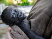 Woodland Park Zoo will move its 11/2-month-old gorilla boy to another zoo so he can be raised by a surrogate gorilla mom and socialized with a multigenerational family of gorillas. The baby, who has not yet been named, was born June 28 at Woodland Park Zoo to first-time mom Akenji and dad Kwame.