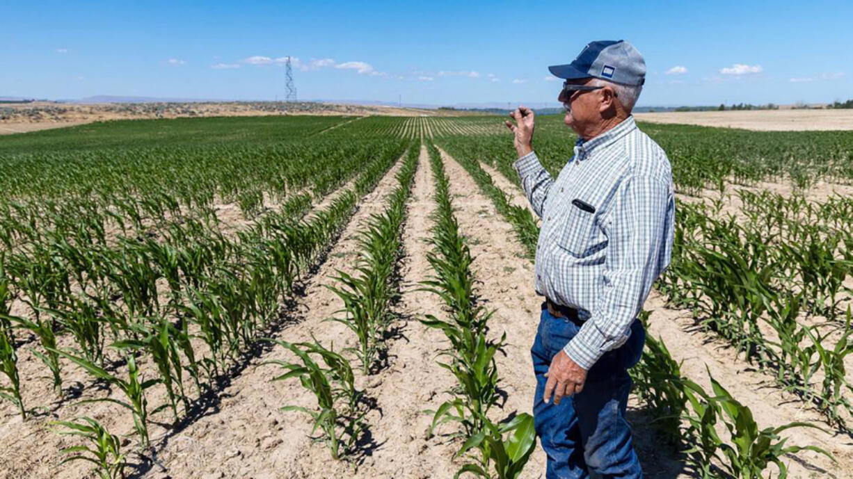 Matt Wissel of Wissel Farms stands in his cornfield July 2 near Lake Lowell in Nampa,Idaho. Wissel has seen new development in Nampa crowd out and replace existing farmland. (Sarah A.