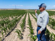 Matt Wissel of Wissel Farms stands in his cornfield July 2 near Lake Lowell in Nampa,Idaho. Wissel has seen new development in Nampa crowd out and replace existing farmland. (Sarah A.