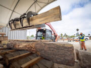 Conservation Corps of Long Beach worker Maurice Lopez, right, watches Tito Leulusoo move a large piece of wood to be stacked at an urban lumber yard at Willow Springs Park on Aug. 7, 2024, in Long Beach, California. (Allen J.