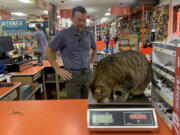 Dallas, who weighed in at 26.5 pounds on Thursday, lives at Lutz Hardware in Camas. He can often be found hiding behind the candy counter.