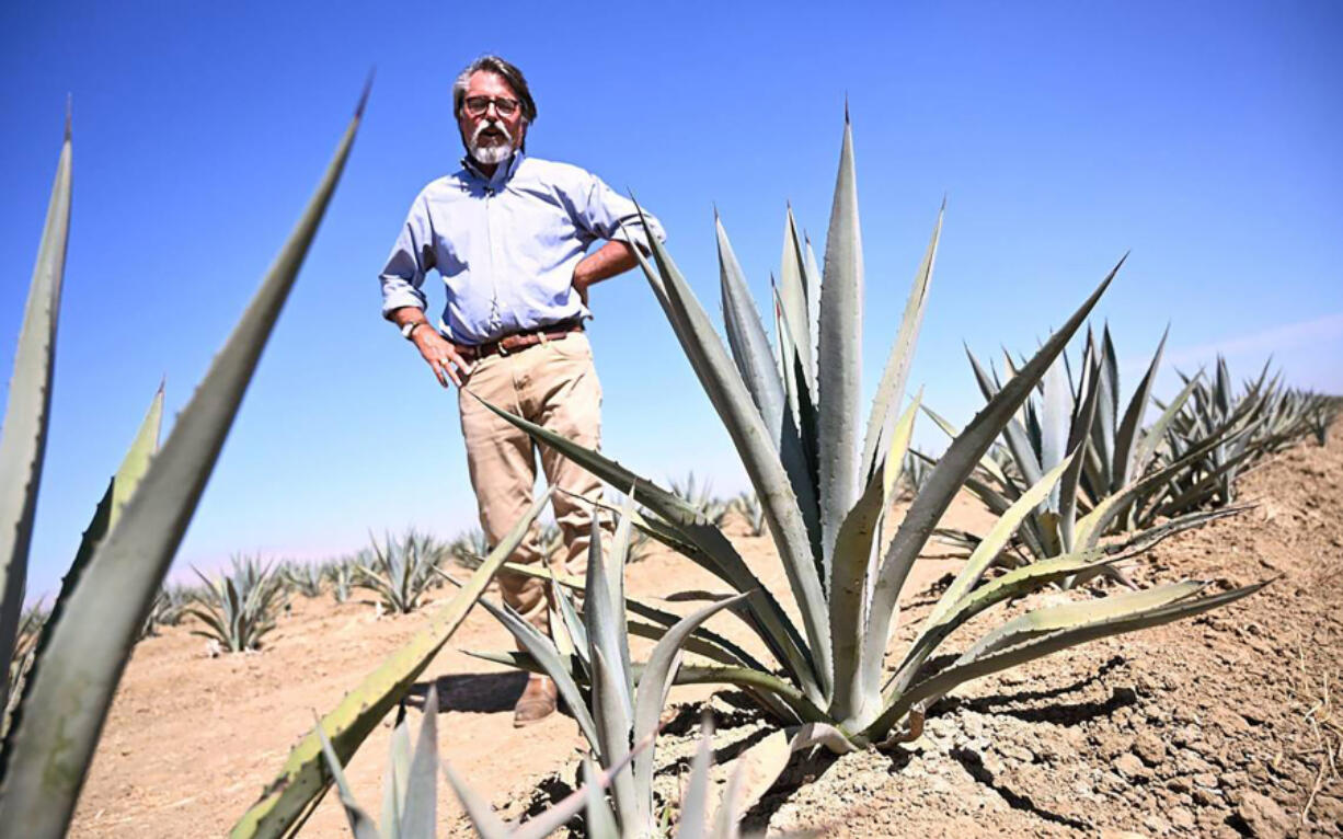 Stuart Woolf of Woolf Farming shows off some of the agave plants the company has planted on about 340 acres of land near Huron, California, on Aug. 12, 2024.