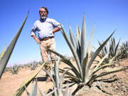 Stuart Woolf of Woolf Farming shows off some of the agave plants the company has planted on about 340 acres of land near Huron, California, on Aug. 12, 2024.