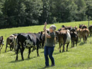 Lisa Hass moves cows into a paddock on their family farm in Westby, Wisconsin, on July 16, 2024.