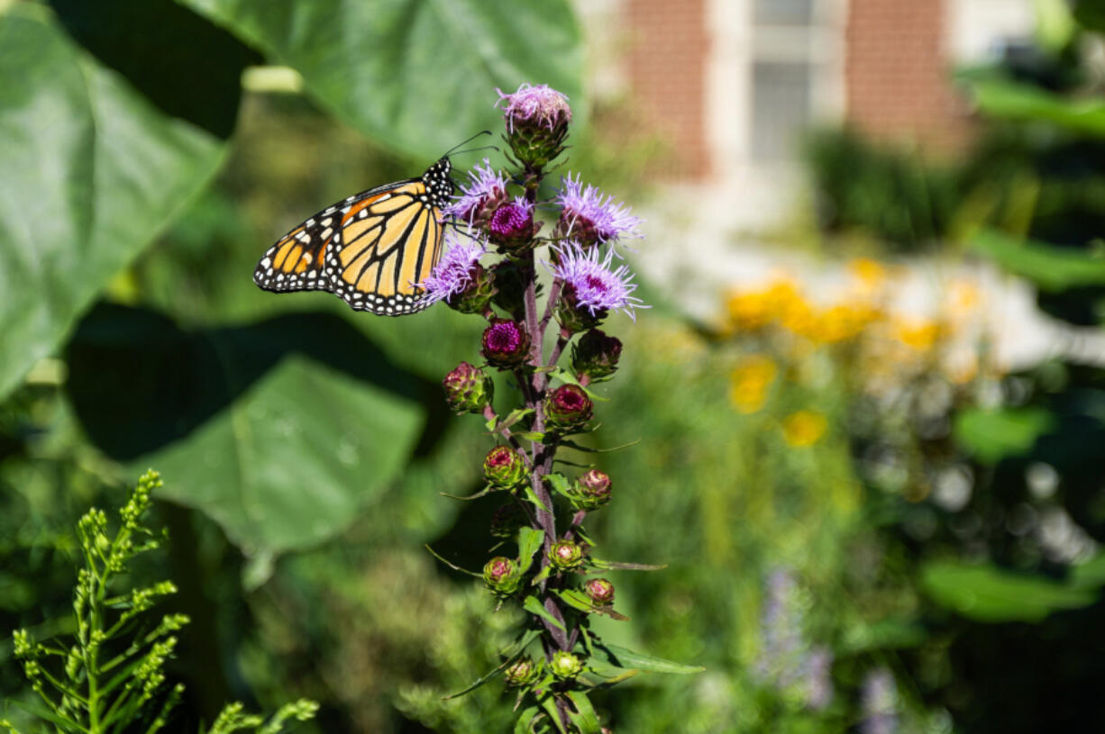 A monarch butterfly drinks nectar from a flower Aug. 7 in the Pollinator Habitat bed near the Chicago Park District storehouse.