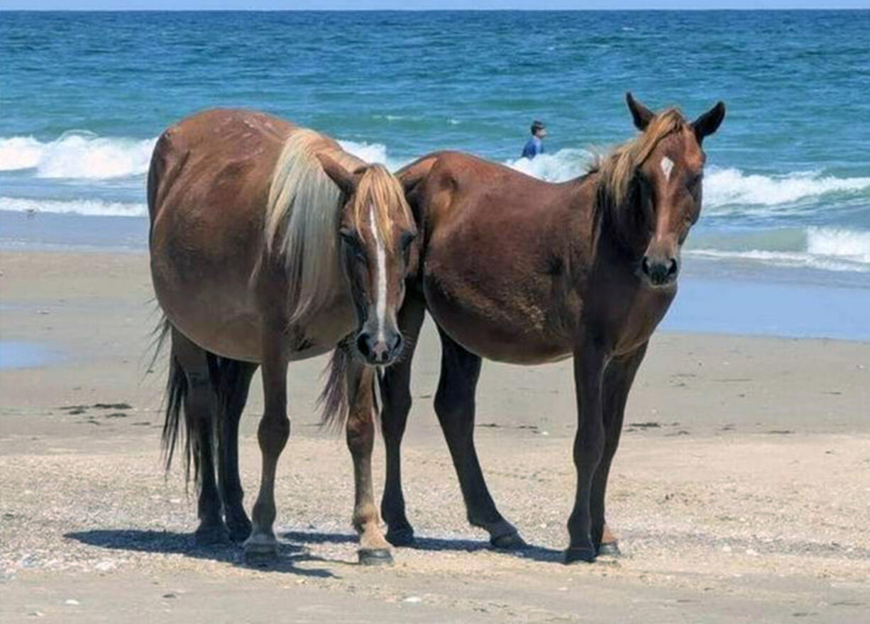 This is Rotor and her offspring Dash who made a rare appearance on a Corolla beach Aug. 14, according to the Corolla Wild Horse Fund.