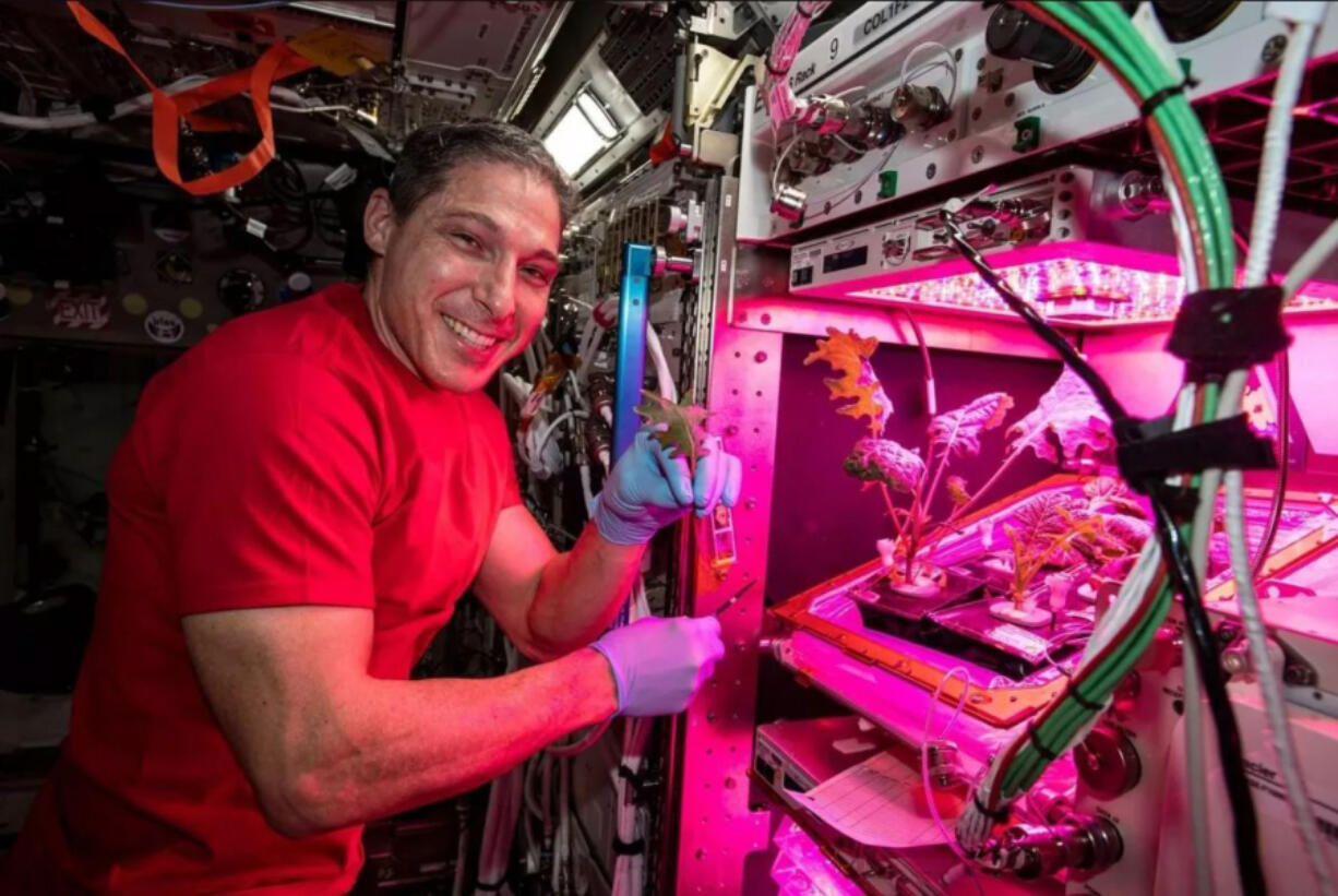 NASA astronaut Michael Hopkins interacted with and nurtured the Arabidopsis plant during the Final Frontier Plant Habitat in spring 2018.