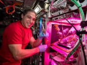 NASA astronaut Michael Hopkins interacted with and nurtured the Arabidopsis plant during the Final Frontier Plant Habitat in spring 2018.