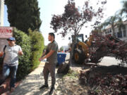 California State, Los Angeles, professor Eric Wood, left, and former CSLA student Christian Benitez take a break from searching for birds in Los Angeles, as a public works crew collects tree branches and leaves. Trees losing their limbs is typically associated with severe weather such as tornadoes, hurricanes and thunderstorms. But a little known risk outside of arborist circles is that mature and seemingly healthy trees can suddenly lose branches in summer weather.