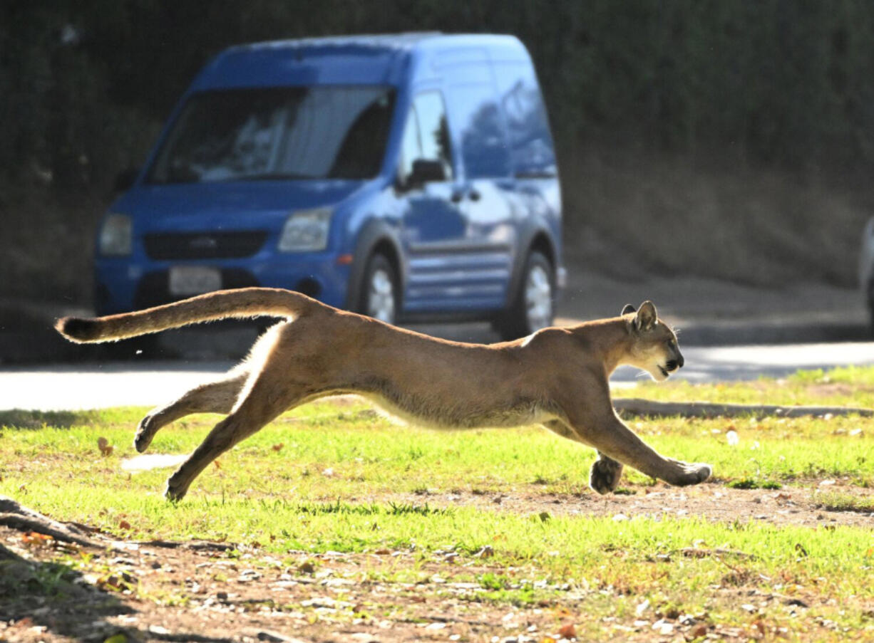 A mountain lion darts from hiding Oct. 27, 2022, in Brentwood, Calif., prompting a precautionary lockdown of a nearby elementary school. Cohabitation with cougars requires precaution, wildlife officials reiterated after a cougar killed a dog recently.