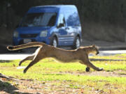 A mountain lion darts from hiding Oct. 27, 2022, in Brentwood, Calif., prompting a precautionary lockdown of a nearby elementary school. Cohabitation with cougars requires precaution, wildlife officials reiterated after a cougar killed a dog recently.