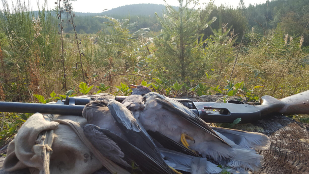 A limit of band-tail pigeons taken in the Cascades while hunting over a rock quarry. These birds are even more challenging to harvest then mourning doves.