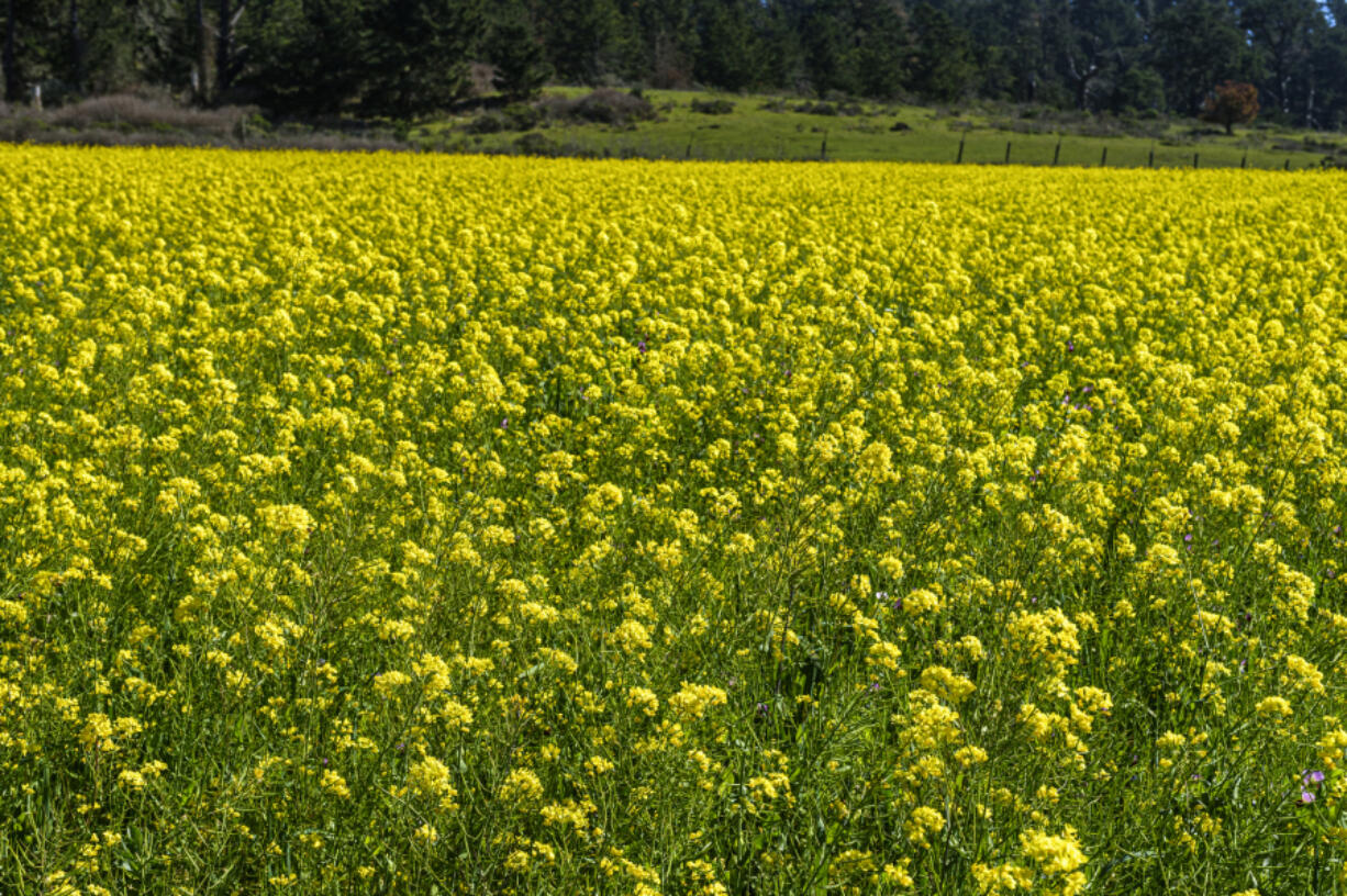 Field of mustard seed cover crop is used as weed suppression and pest control.