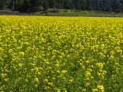 Field of mustard seed cover crop is used as weed suppression and pest control.