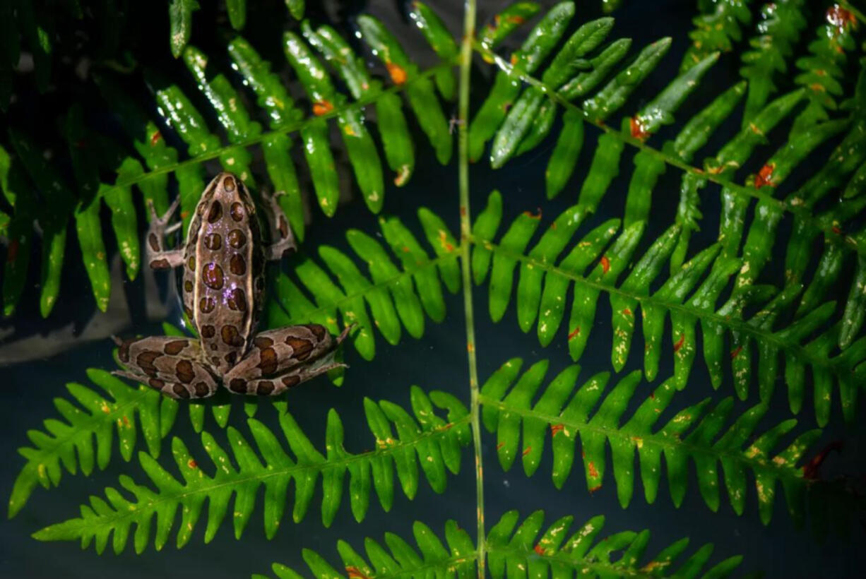 A northern leopard frog sits on a plant after being released into the wild on July 31.