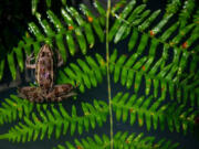 A northern leopard frog sits on a plant after being released into the wild on July 31.