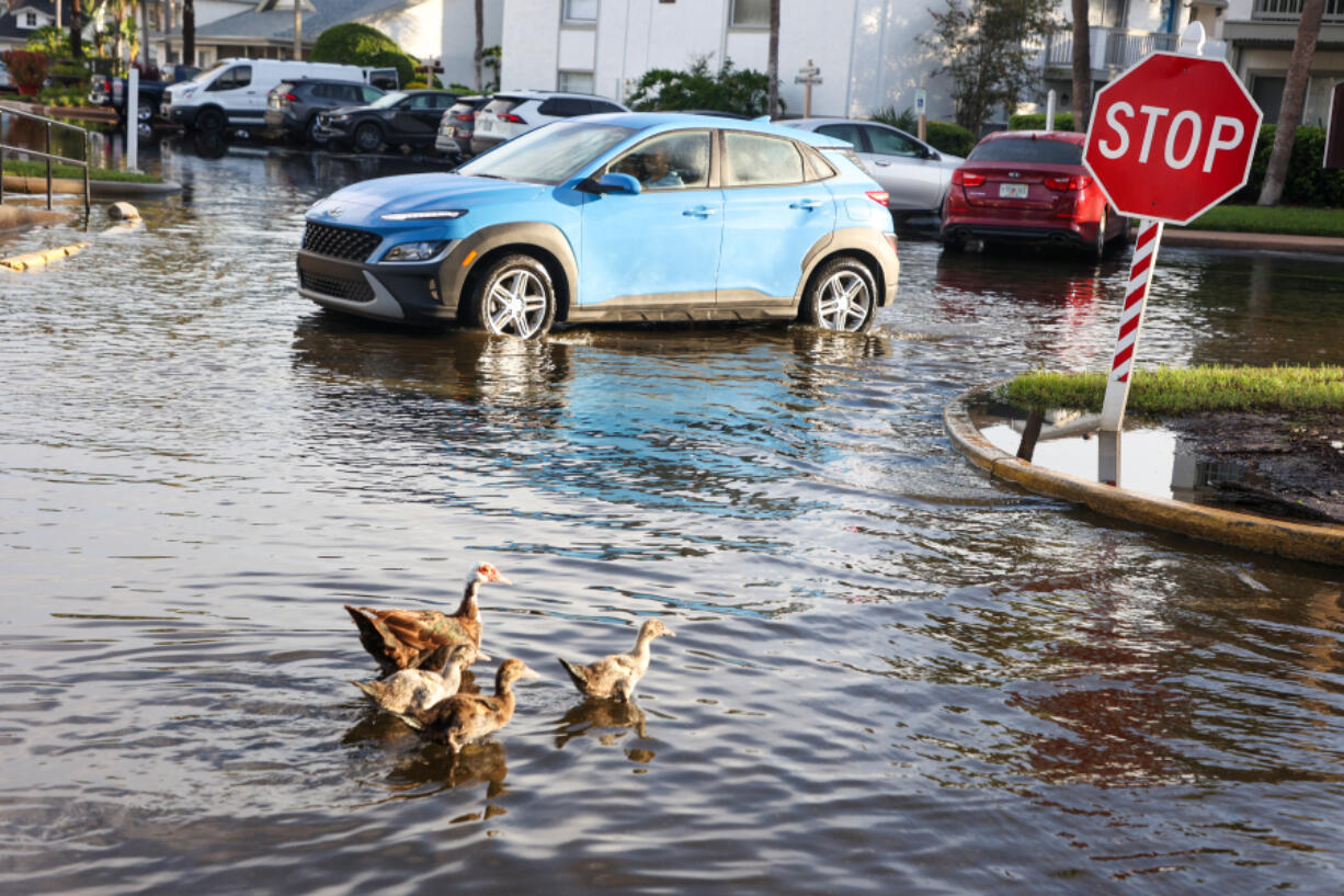 A driver waits for ducks to cross a flooded parking lot on Aug. 23 following rain from Hurricane Debby in Tampa, Fla. (Douglas R.