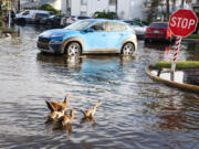 A driver waits for ducks to cross a flooded parking lot on Aug. 23 following rain from Hurricane Debby in Tampa, Fla. (Douglas R.