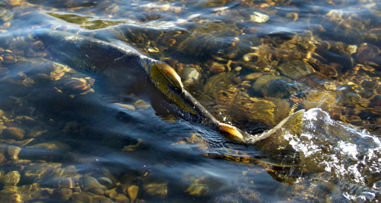 Clark County is home to 25 different populations &mdash; seven in the North Fork Lewis River, five in the East Fork Lewis River, four in Salmon Creek, five in the Washougal River and four in the lower Columbia Gorge tributaries.