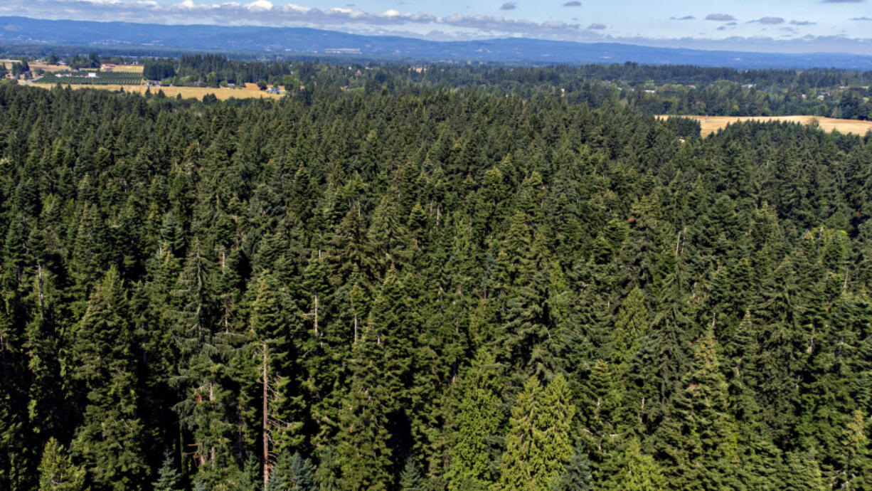 A canopy of trees at Whipple Creek Regional Park provides shade and climate benefits. A recent Oregon State University study found natural growth and intentional planting benefits climate mitigation.