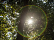 The morning sun shines through leaves at Whipple Creek Regional Park. A recent Oregon State University study found natural growth and intentional planting benefits climate mitigation.