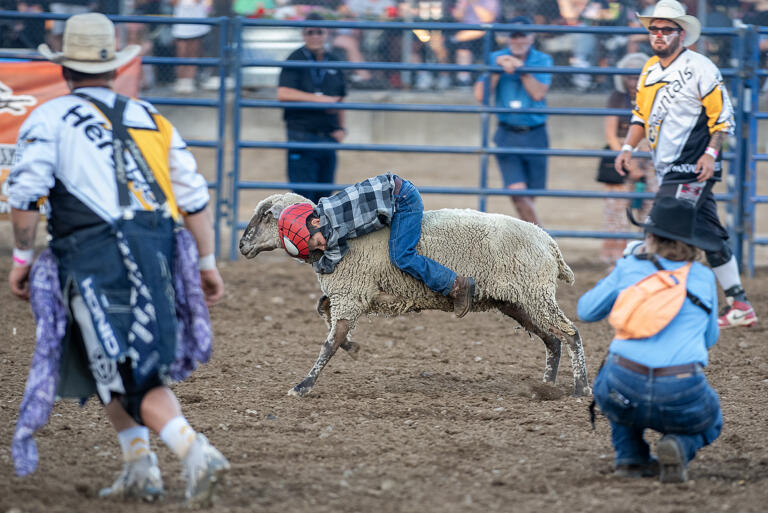 William Williams, 6, of Brush Prairie hangs on tightly to his sheep during the Mutton Bustin championships at the Clark County Fair on Monday evening Aug. 5, 2024.