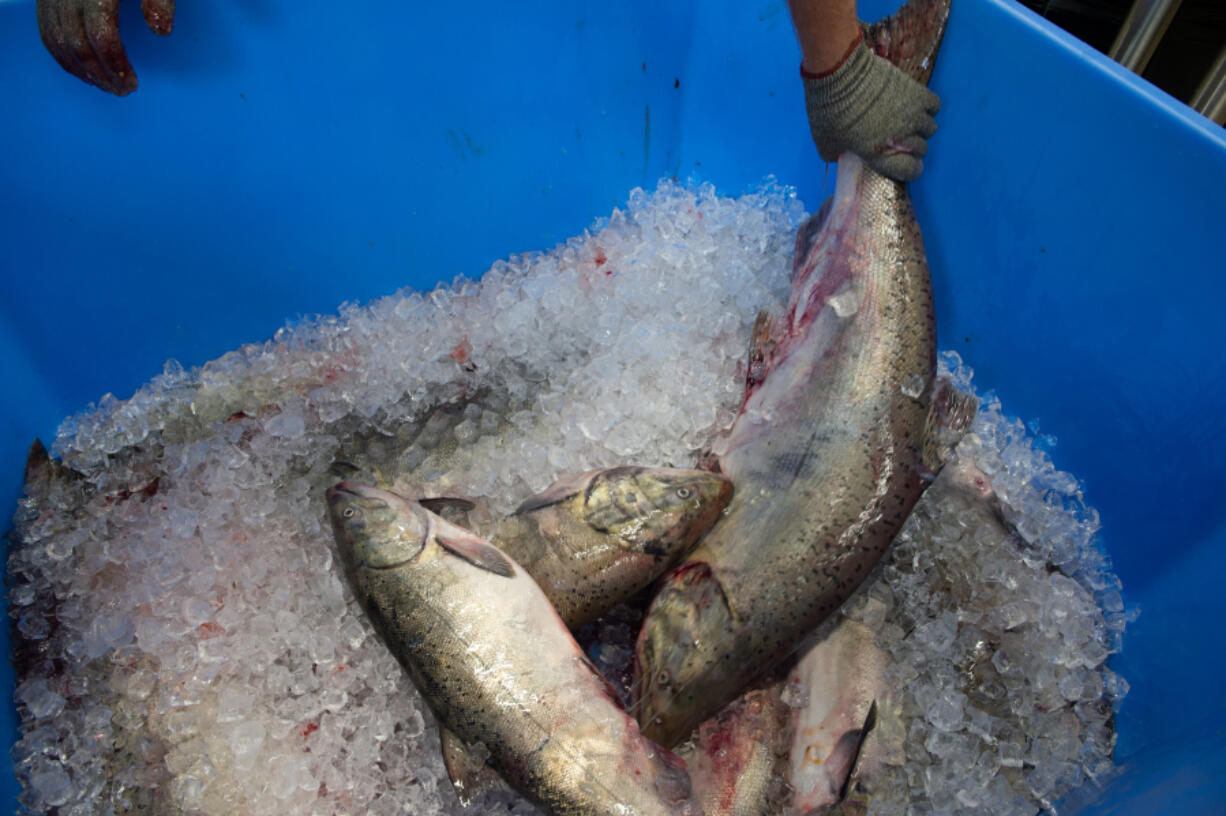 Thomas Scanlan, manager of the Cowlitz Indian Tribe&rsquo;s fish distribution program, processes a load of fresh Chinook salmon. Fish is distributed every month to every Cowlitz Indian Tribe member.