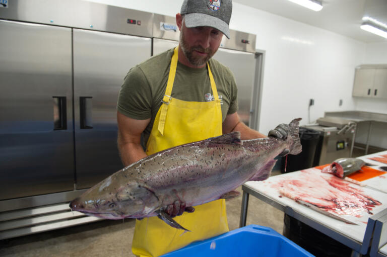 Thomas Scanlan, the Fish Distribution Program manager, processes a load of fresh surplus chinook salmon. The fish are surplus salmon from Washington hatcheries on the Lewis, Cowlitz, Kalama and Washougal rivers. (Photos by James Rexroad for The Columbian)