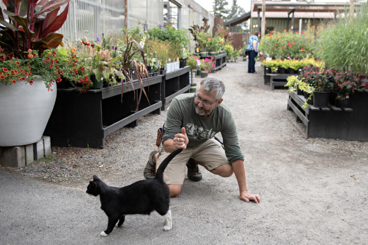 Rob Sculley of Dennis&rsquo; 7 Dees greets garden cat Maggie May, 2, after a catnap Thursday in Vancouver.