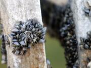 Zebra mussels, an invasive species in Washington, were recently found in a wholesale market in the state.