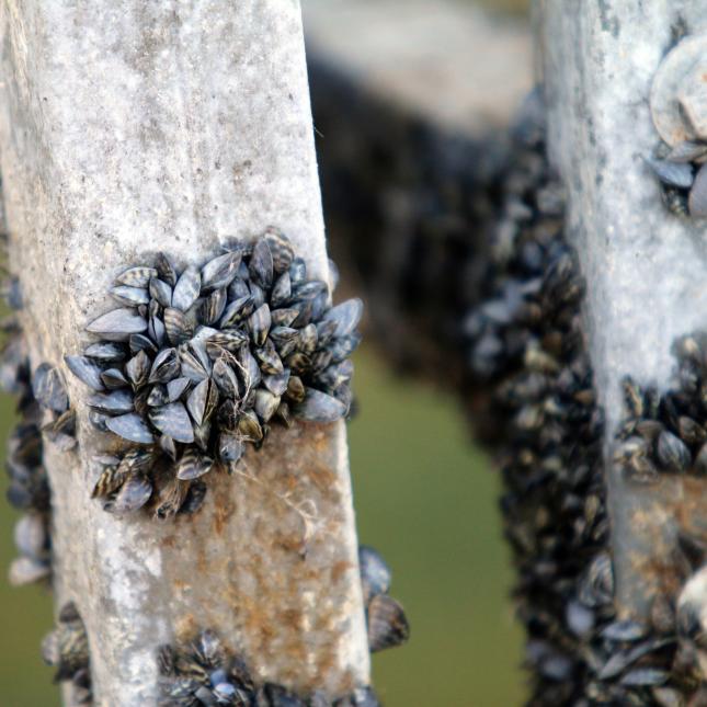 Zebra mussels, an invasive species in Washington, were recently found in a wholesale market in the state.