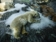 Polar bears cool down in ice that was brought to their enclosure on a hot and sunny day at the Prague zoo, Czech Republic, Wednesday, July 10, 2024.