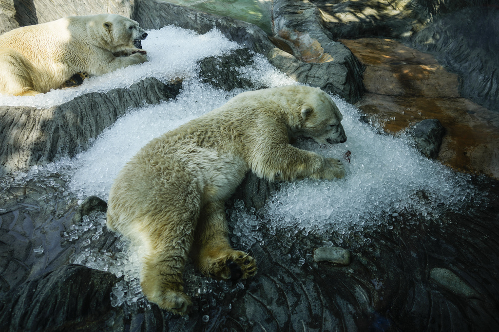 Polar bears cool down in ice that was brought to their enclosure on a hot and sunny day at the Prague zoo, Czech Republic, Wednesday, July 10, 2024.