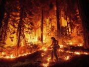 A firefighter uses a drip torch to burn vegetation while trying to stop the Park Fire from near Mill Creek in Tehama County, Calif., on Wednesday, Aug. 7, 2024.