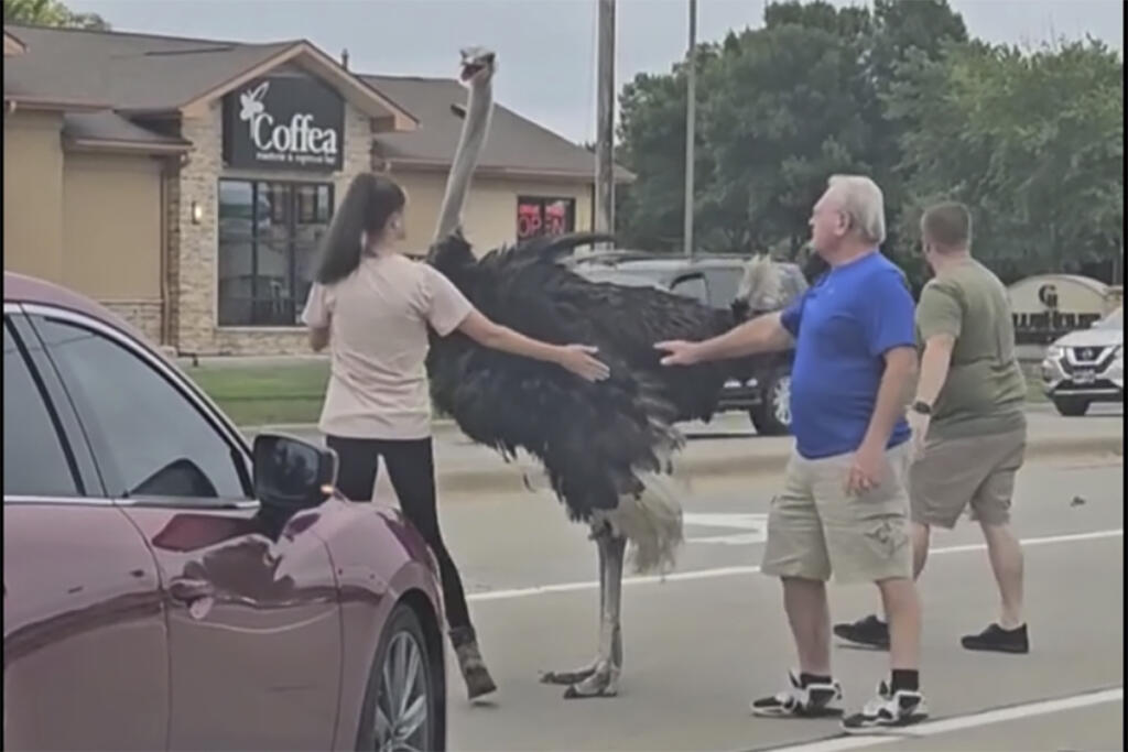 People attempt to lure an ostrich aways from traffic on Louise Ave in Sioux Falls, S.D.,  Tuesday, Aug. 27, 2024.