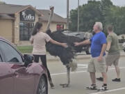 People attempt to lure an ostrich aways from traffic on Louise Ave in Sioux Falls, S.D.,  Tuesday, Aug. 27, 2024.