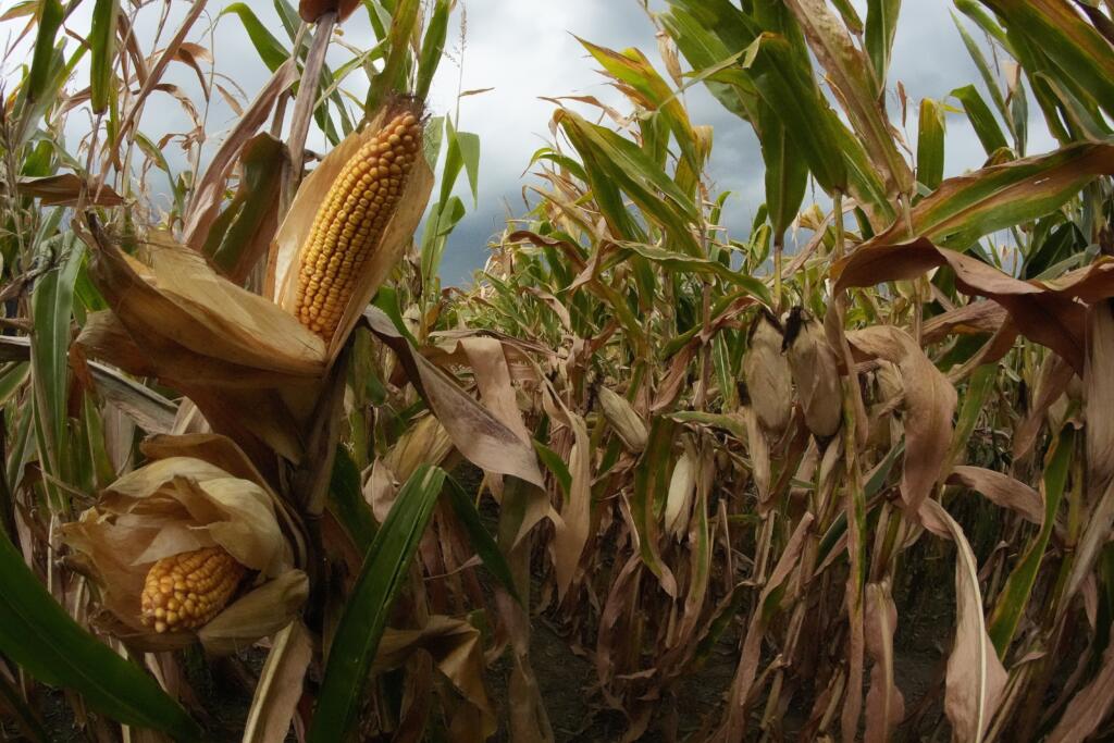 Storm clouds build as corn grows on Tuesday, Aug. 27, 2024, near Platte City, Mo.